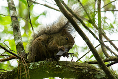 Sciurus aestuans