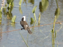Fluvicola albiventer