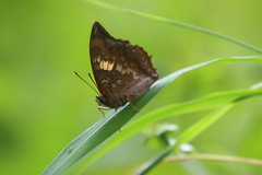 Charaxes bernardus