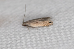 Battaristis nigratomella