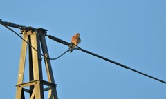 Falco tinnunculus tinnunculus