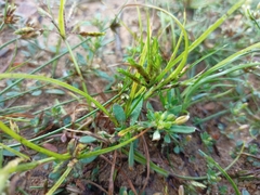 Cyperus compressus