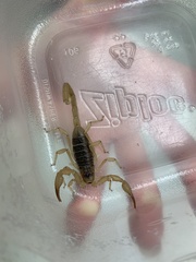 Smeringurus vachoni