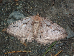 Triphosa