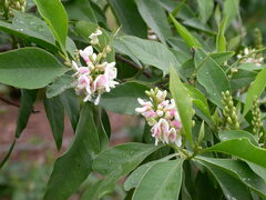 Indigofera ammoxylum