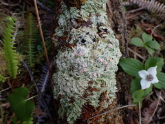 Icmadophila ericetorum