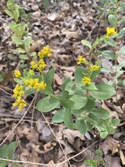 Solidago radula