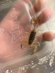 Smeringurus vachoni