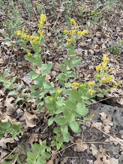 Solidago radula