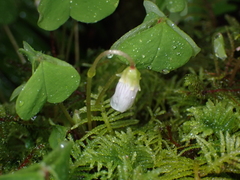 Oxalis oregana