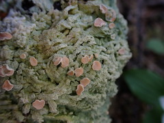 Icmadophila ericetorum