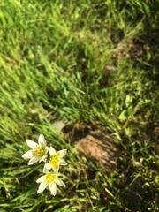 Nothoscordum
