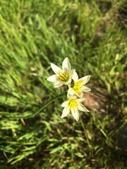 Nothoscordum