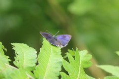 Hypolycaena erylus
