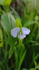 Commelina