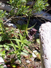 Fritillaria camschatcensis
