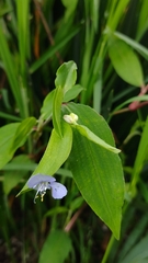 Commelina
