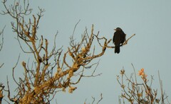 Turdus merula merula