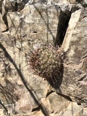 Mammillaria grahamii