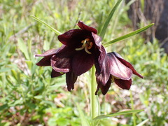 Fritillaria camschatcensis