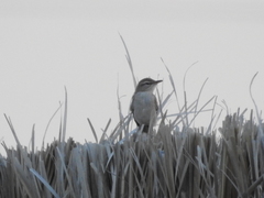 Cercotrichas galactotes