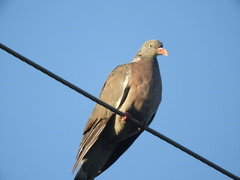 Columba palumbus palumbus