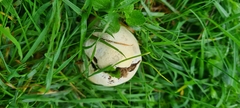 Lycoperdon excipuliforme