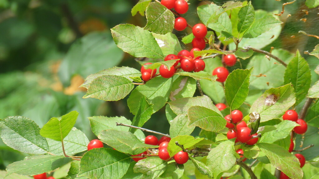 winterberry holly from Lanark County, ON, Canada on October 01, 2022 at ...