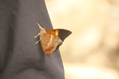 Charaxes bernardus