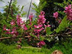 Indigofera heterantha