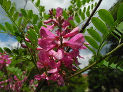 Indigofera heterantha