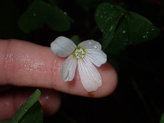 Oxalis oregana
