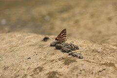 Cigaritis lohita