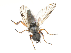 Bibio xanthopus