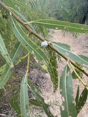 Prociphilus tessellatus