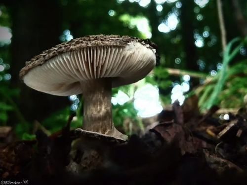 Amanita inopinata