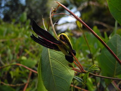 Kennedia nigricans