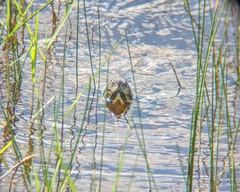 Pseudemys peninsularis