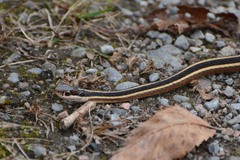 Thamnophis saurita septentrionalis