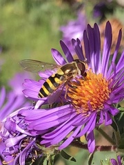 Syrphus rectus