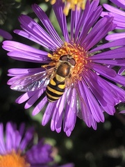 Syrphus rectus
