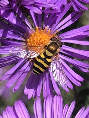 Syrphus rectus