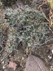 Coryphantha macromeris macromeris