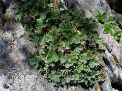 Potentilla villosa
