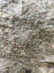 Lecanora