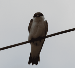 Tachycineta albiventer