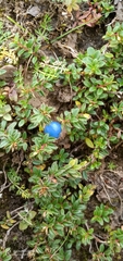 Gaultheria trichophylla