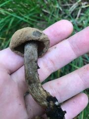 Asterophora lycoperdoides