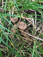 Asterophora lycoperdoides