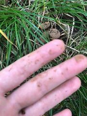 Asterophora lycoperdoides
